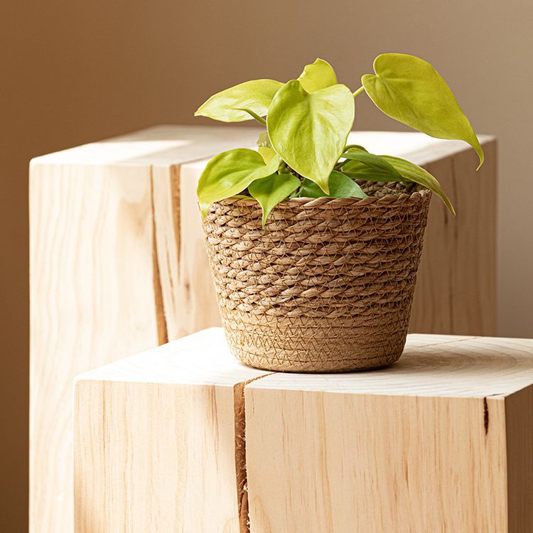 Handwoven Straw Plant Pot with Waterproof Layer